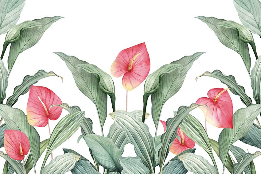 Anthurium