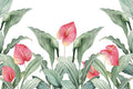 Anthurium
