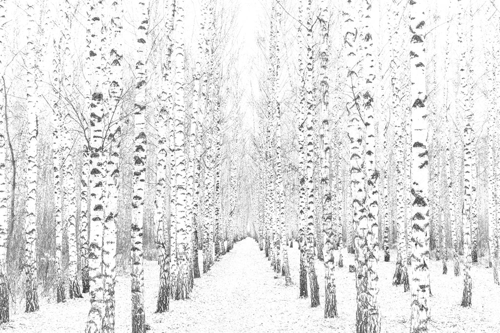 Birch Forest