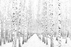 Birch Forest