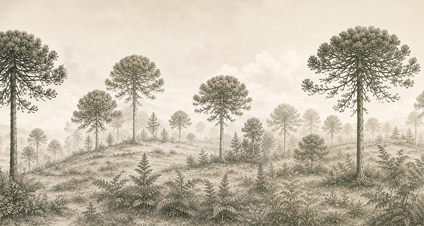 Bosque de Araucarias