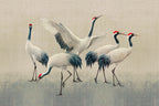 Crowned Cranes