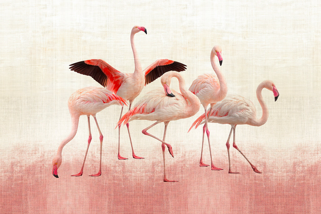 FLAMINGOS