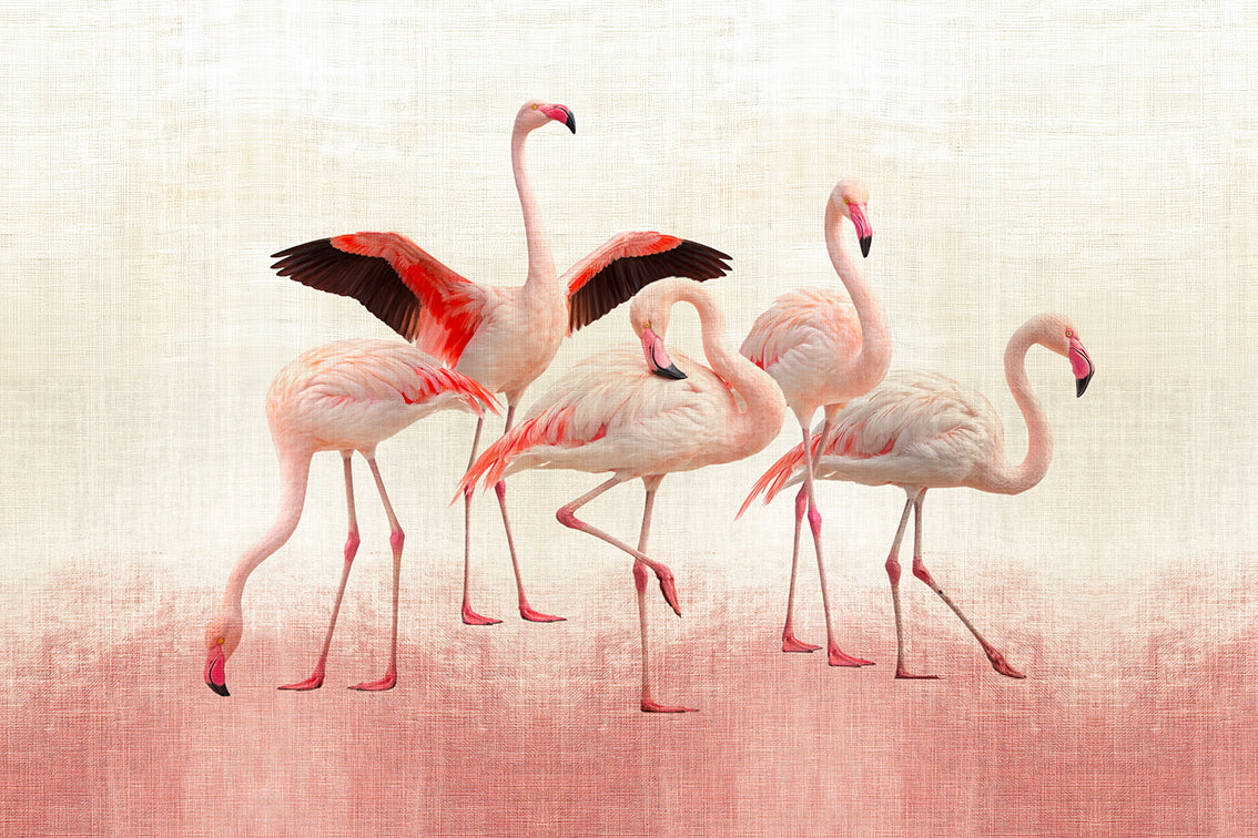 FLAMINGOS