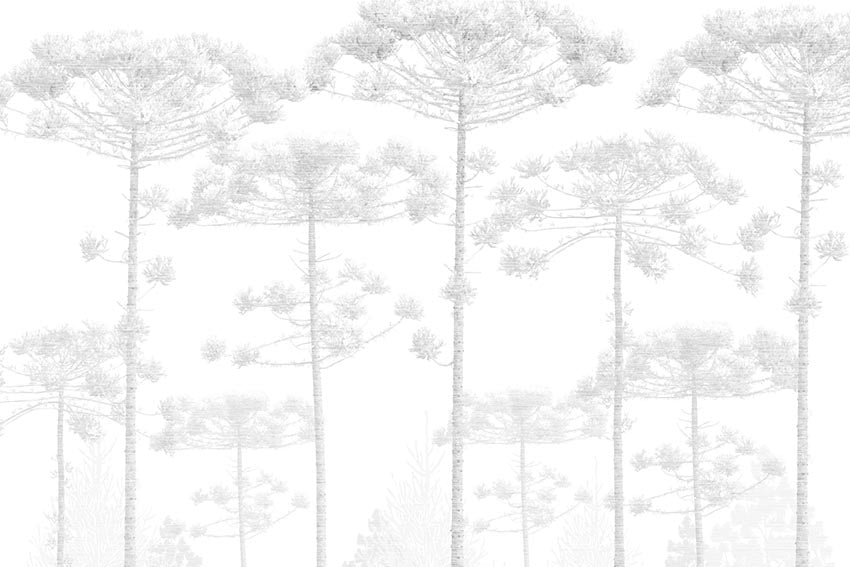 ARAUCARIAS