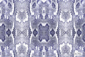 Snake Blue