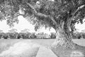 Tree Life