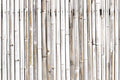 Bamboo