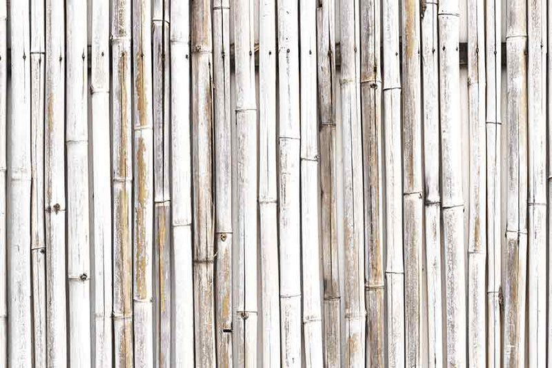 Bamboo