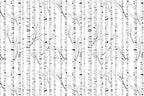 Birch trees